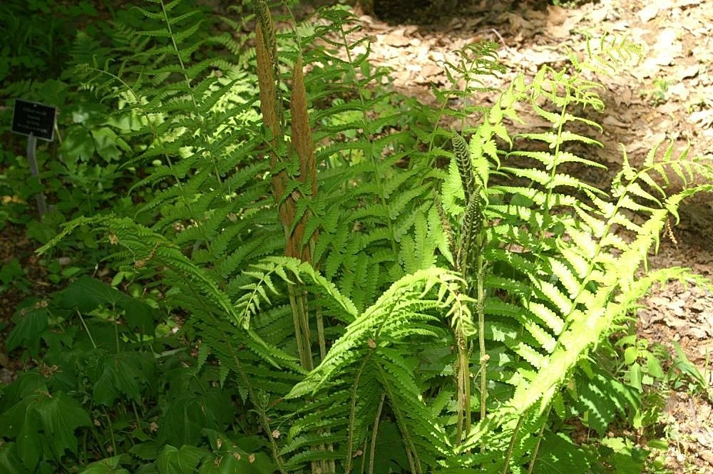 osmunda_cinnamomea_1